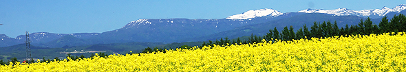 Rape blossoms