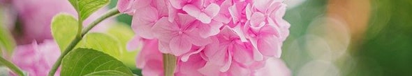 Hydrangea