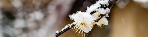 early-flowering plum tree