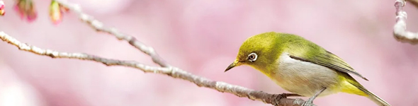 Cherry blossoms and Japanese bush warbler