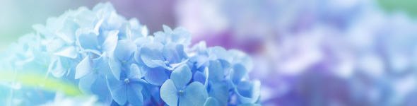 hydrangea