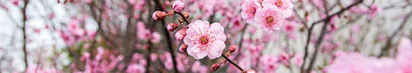 Plum blossom
