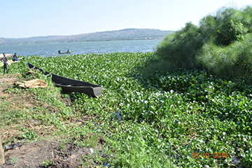 Rocko landing site: Water Hyacinth weed has sealed off most landing sites on Lake Victoria