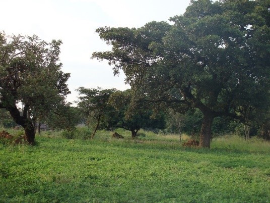 A ‘parkland’ landscape in Uganda