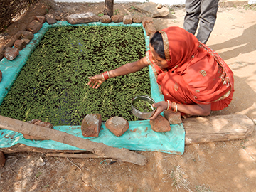 Introduction of fodder techniques at the household level
