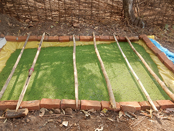Construction of an Azolla Pit as a green fodder supplement for cattle feeding