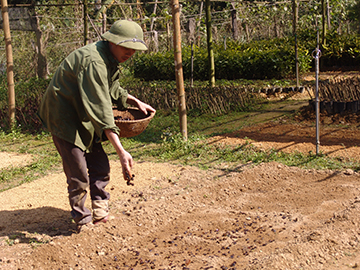 Seed sewing in tree nursery beds