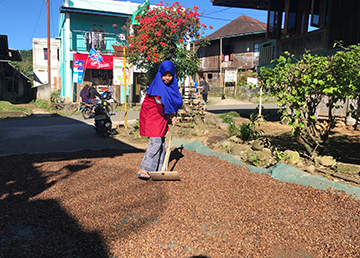 A female smallholder dries the coffee cherries in her yard