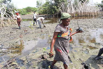 Mangrove planting