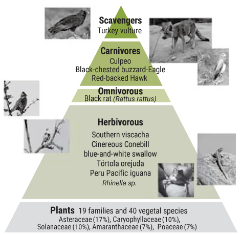 Biodiversity chain of natural ecosystem with Tara (lomas)