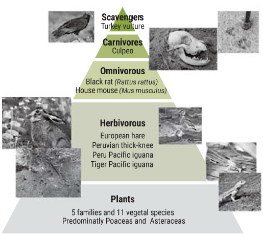 Biodiversity chain of Tara plantation for degraded land restoration