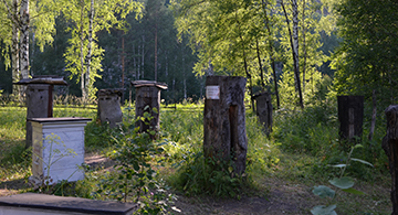 Traditional beehives - wood blocks: Ancient demonstrational beehives, which were used in Bashkiria republic and its region for centuries  