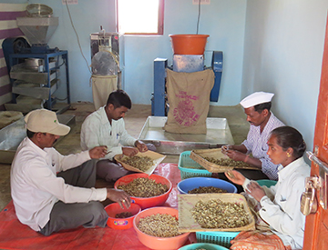 Processing of Terminalia chebula dried fruits