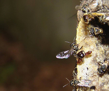 Stingless bee approaching beehive