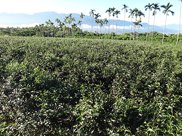 Eco-friendly tea farm