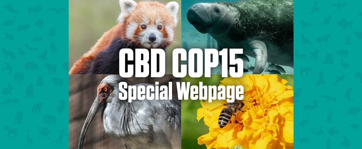 CBD COP15 特集