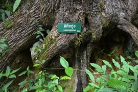 Tree labeling activity at Kep National Park