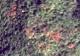 Machine learning data set for forest monitoring Machine learning data set for forest monitoring